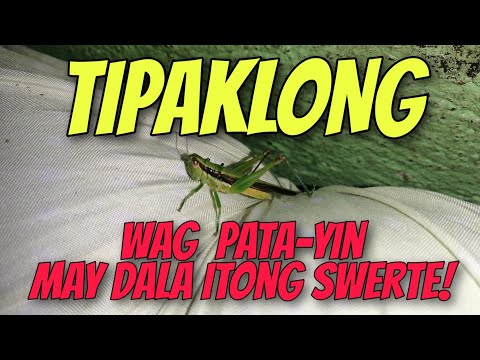 Video: Paano ko pipigilan ang mga tipaklong sa pagkain ng aking mga halaman?