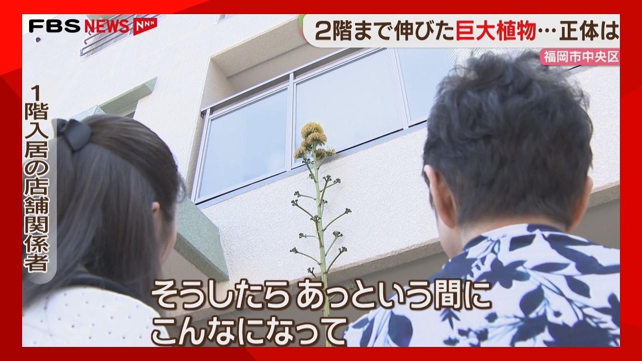 A flower that blooms only once every few decades