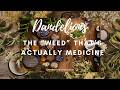 Dandelion The “Weed” That’s Actually Medicine