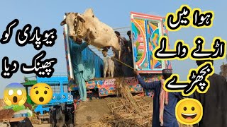 Unloading Of Northren Bypass Mandi Latest May 30 2024 update||Total Trucks Update||B4BIRDS