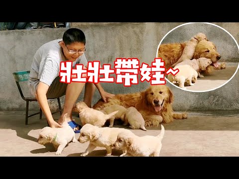 狗狗從出生沒見過爸爸，壯壯第一次見到孩子鬧出啥笑話，真無語了【我是趙姐】