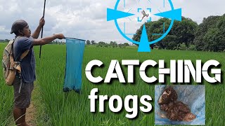 Pamimingwit ng palaka | hunting frogs in the rice field