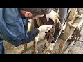 İnek apsesi patlatma. Draining cow abscess