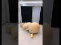 i want to be a banana #shorts