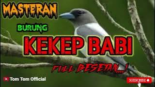 MASTERAN Burung Kekep babi,,👍#masteranburung #kicaumania #cendetmania #kicau #muraimania #cucakijo