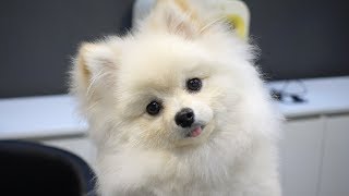 Baby Pomeranian first grooming.