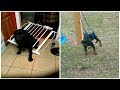 Animal Fails Compilation - Animal Fails August 2018