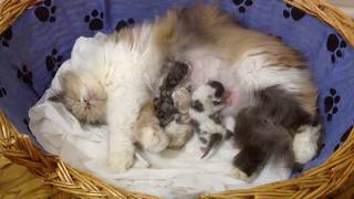Chinchilla İran Kedisi Miya doğum yaptı ( Atıf ) sweet cats