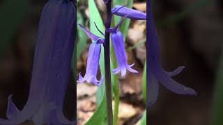Amazing Bluebells (Hyacinthoides non-scripta) #nature #bluebells #woodland #plants #flowers