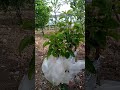 پێوەست متوربە کردن و گۆڕینی جۆری هەرمێکانی باخی کاک شوان لەبازەگیر