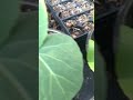 Cabbage all year in Texas
