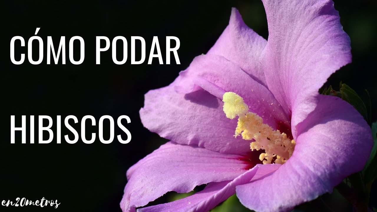 Cómo PODAR UN HIBISCO para tener más flores || en20metros - YouTube