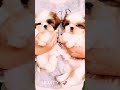 most beautiful cute shih tzu puppy #shorts