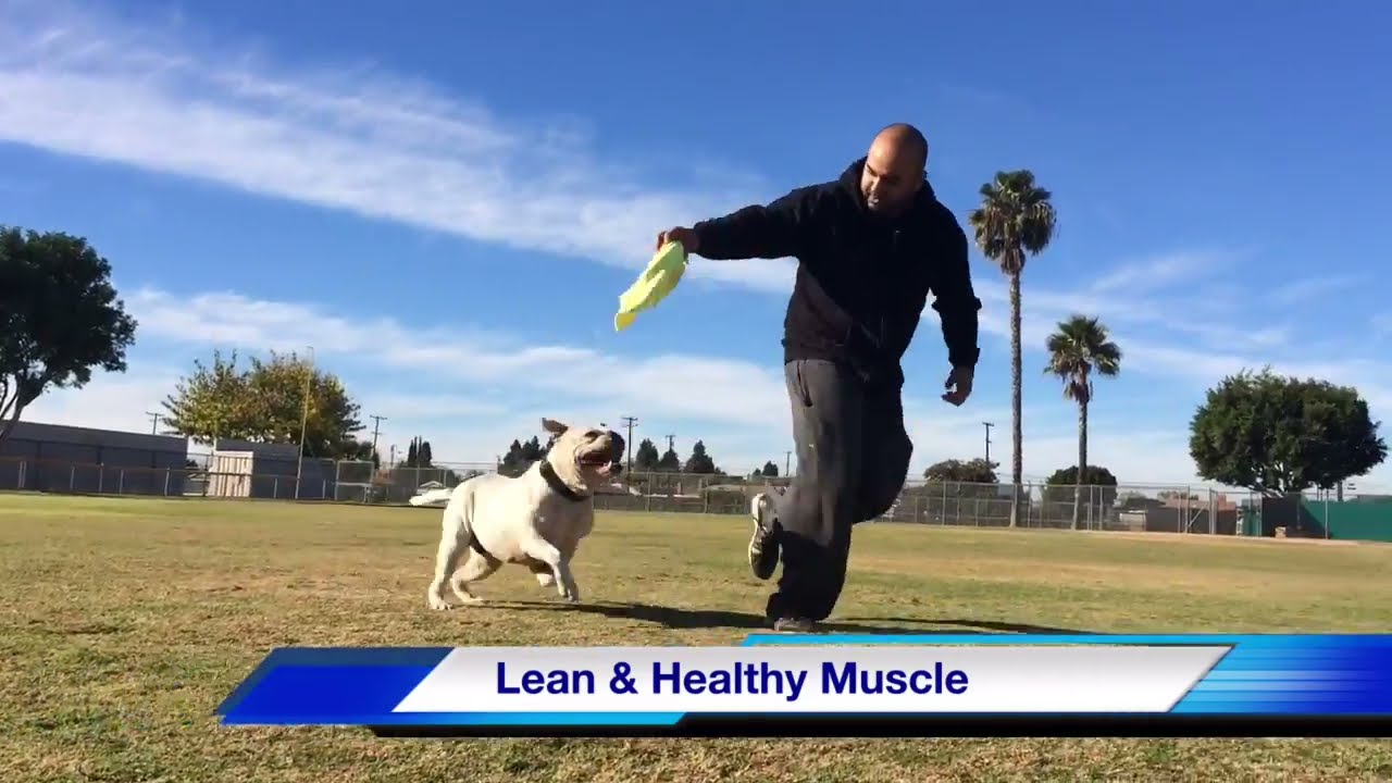 Dog Muscle Building Supplements for Health and Performance YouTube