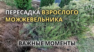 картинка: Пересадка взрослого 7-летнего Можжевельника | подробно, шаг за шагом