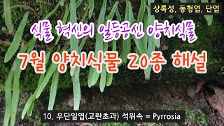 양치류 - 7월 포천 국립수목원 양치식물 20종류 해설