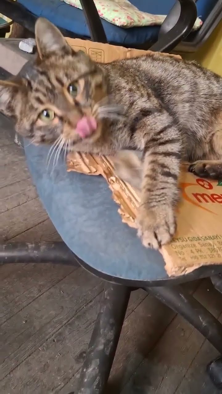 Top des vidéos très mignon