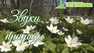 Звуки природы, пение птиц, звуки леса для релаксации | Sounds of nature, birds singing, relaxing