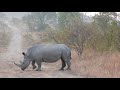 Rhinos, rhinos and more rhinos. Just a collection of encounters with these iconic animals.