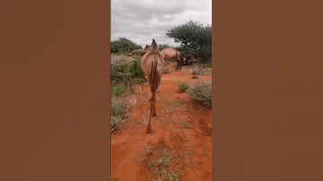 Libaax Iyo Durawaa Ayaa Nasoo Weeraray 