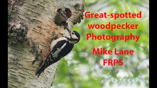 How to Photograph Greatspotted woodpecker