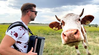 COWS IN LOVE WITH ACCORDION MUSIC