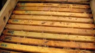 Dry Sugar Feeding for Honey Bees