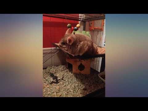 MidWest Homes for Pets Ferret Nation Critter Nation Small Animal Cages review