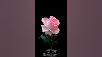 صباح الخير 🌸 حالات واتس اب مقاطع قصيره🌸قران كريم سورة المعارج فاصبر صبرا جميلا🌸اسلام صبحي بدون حقوق