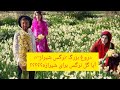 بیاید ببینیم خواستگاه گل نرگس کجاست و این گل زیبا از کجا میاد گل نرگس نرگس شیراز نرگس بهبهان