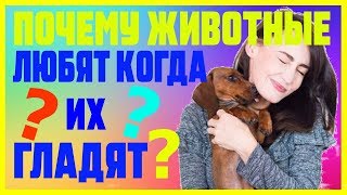Почему животным нравится, когда их гладят? Почему животным нравится, когда их гладят?
