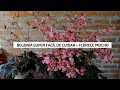 BEGONIA RHIZOMATOUS CARE la mejor de las begonias para cultivar, FLORECE DEMACIADO | Jardín Diaz 🌸🌼🌻