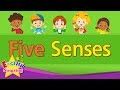 Kids vocabulary  five senses  learn english for kids  english educational