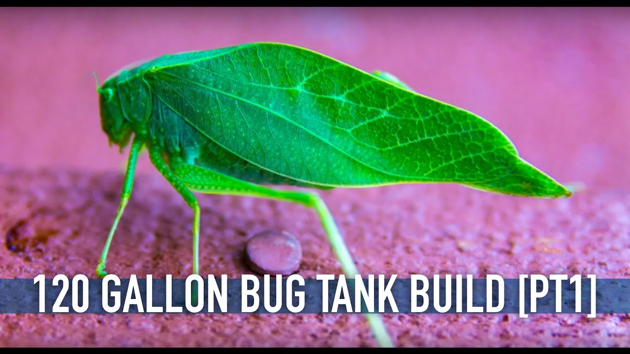 skydive chicago 120 Gallon Bug Tank Build & Family Visits!