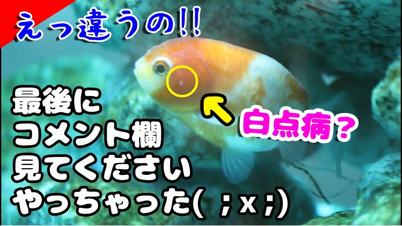 うぁぁ白点病だ 初めて薬浴やってみます 白点病治療 Youtube