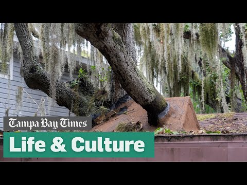 Videó: Nem gyakori keleti rezidencia körül tölgyfák Floridában