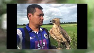 Fly to Hand Training, Mountain Hawk Eagle, Ah Gi