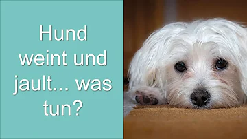 Was tun wenn der Hund die ganze Nacht jault?