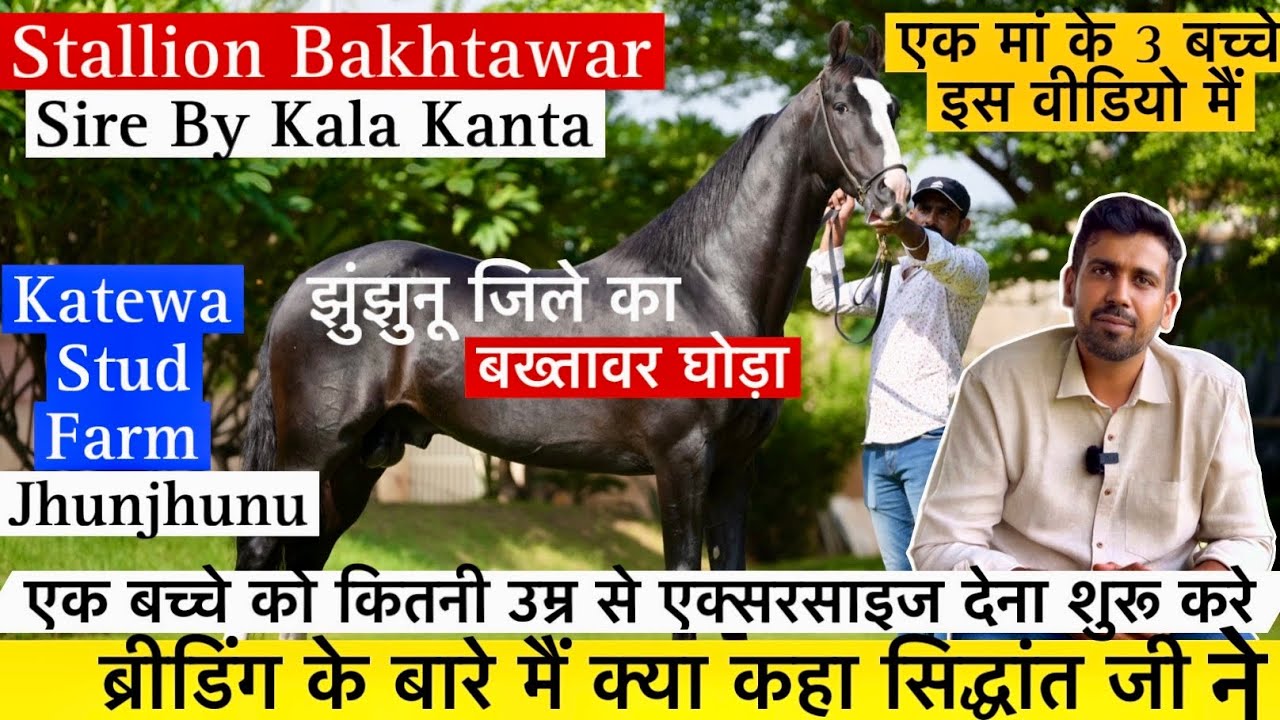 झुंझुनू जिले का काले कांटे का मजबूती वाला पंचकल्याण बख्तावर घोड़ा देखकर दिल खुश हो जाएगा !