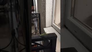 ночное рандеву богомола.. 😆