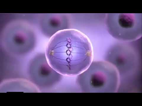 فيديو: هل تختفي الخلايا بعد الانقسام؟