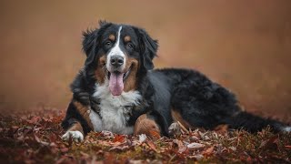 Grooming and Care for Bernese Mountain Dogs