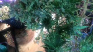 Skyline 400W Dr Krippling Incredible Bulk 2