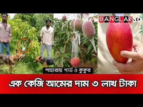 ভিডিও: বিশ্বের কোথায় ব্ল্যাকবেরি জন্মে?