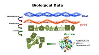 Bioinformatics: Biological Databases