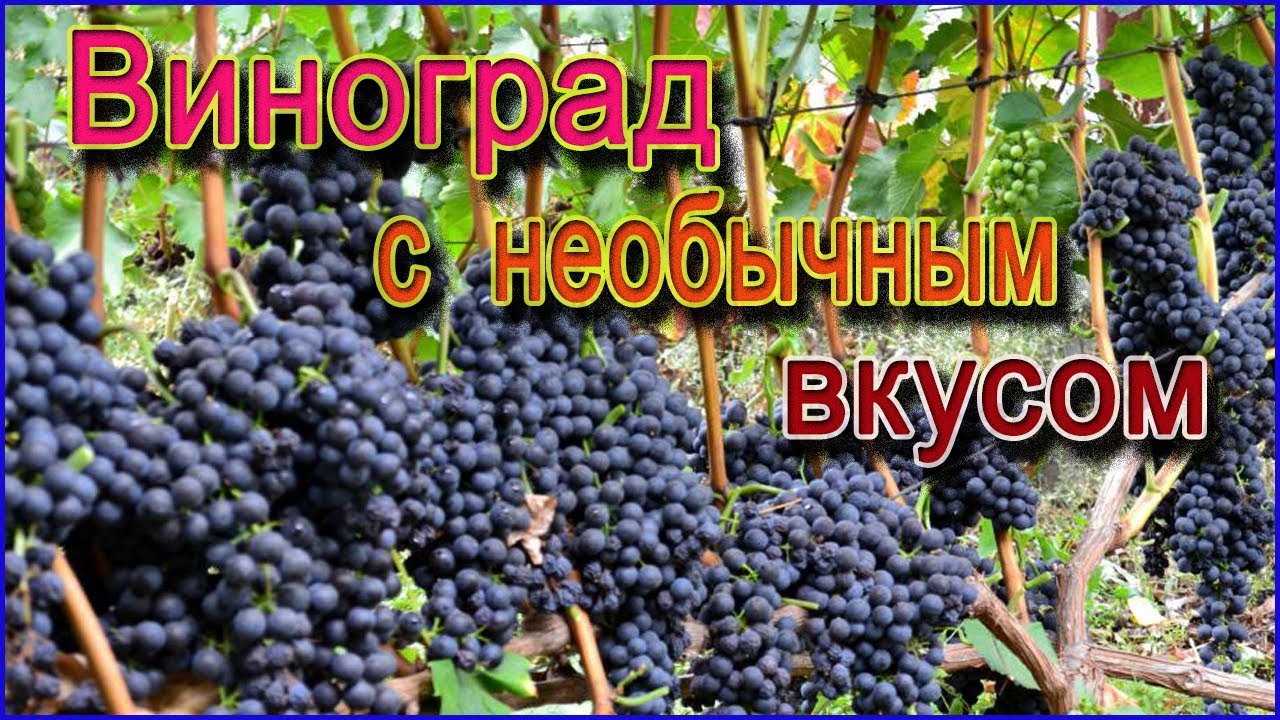 ПОЧЕМУ сорт винограда ГУРЗУФСКИЙ РОЗОВЫЙ подходит не только для еды но и вина