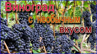 ПОЧЕМУ сорт винограда ГУРЗУФСКИЙ РОЗОВЫЙ подходит не только для еды но и вина