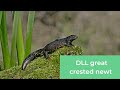 District level licensing for great crested newts  our story