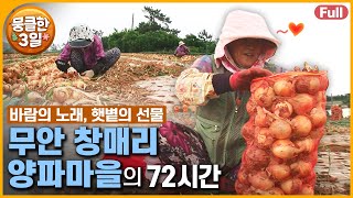 [풀영상] 까도 까도 나오는 양파의 매력 🧅 그 달콤함에 흠뻑 빠진 사람들의 이야기 🥰 다큐3일 ‘무안 창매리 양파마을’ | KBS 방송