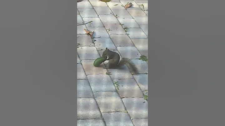 avacado thief...he took it off the tree first I sa...